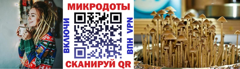 Галлюциногенные грибы Psilocybine cubensis  Тейково 